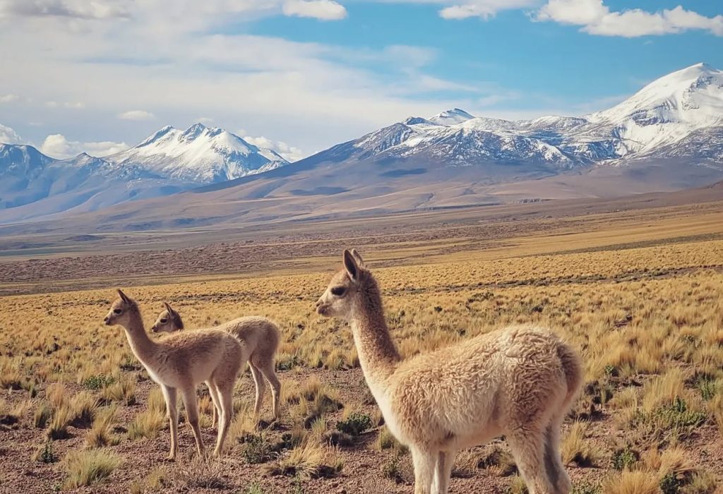 345853491_259270383223155_2864630131302402337_n