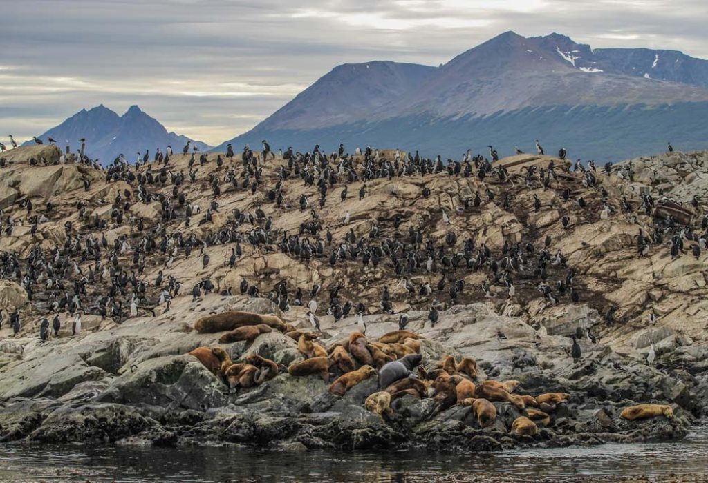 Fauna Canal Beagle